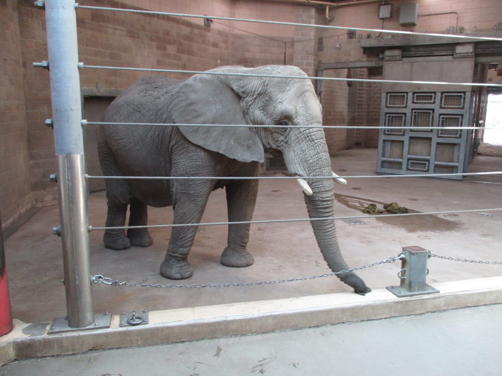 Elephants in Captivity 