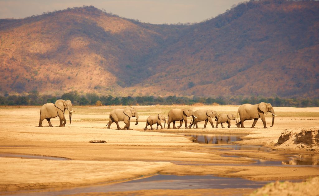 How can we help save African elephants?