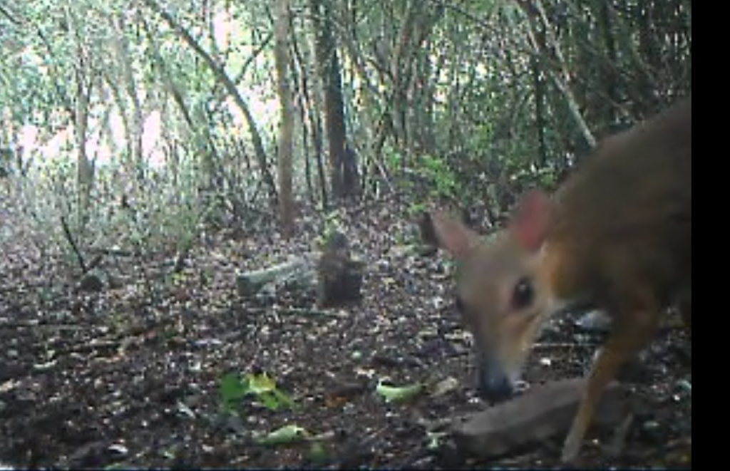 the first sighting in decades of the diminutive mammal called the silver chevrotain in Vietnam