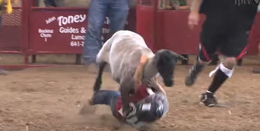 Why is Mutton Busting bad?