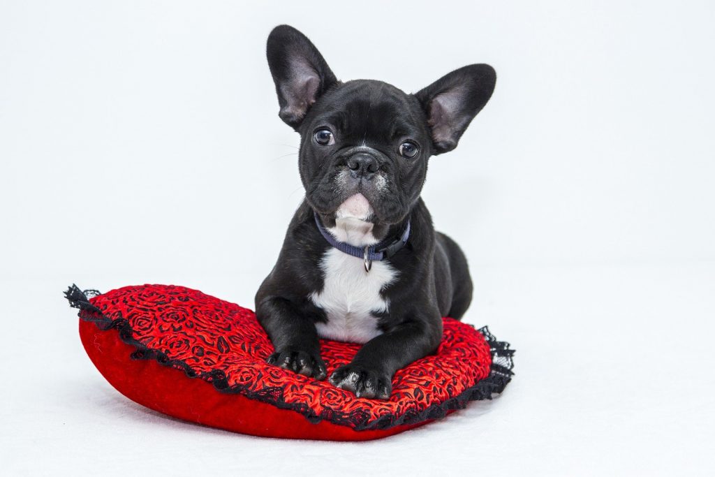 What does it mean to foster an animal?
