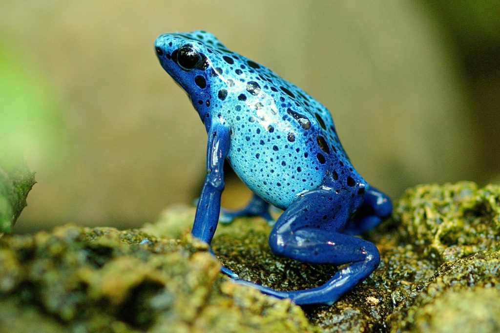 Why is the amphibian population declining?