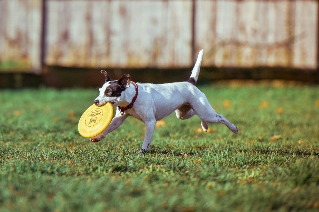 How can I keep my dog safe at the dog park?