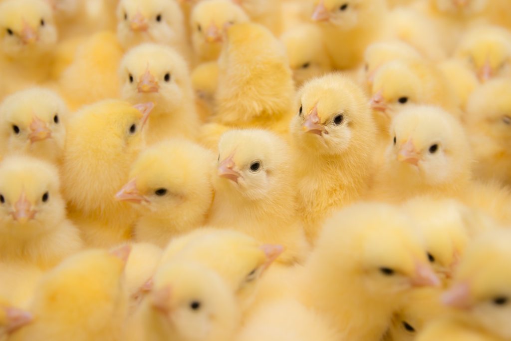Why is the egg industry cruel?