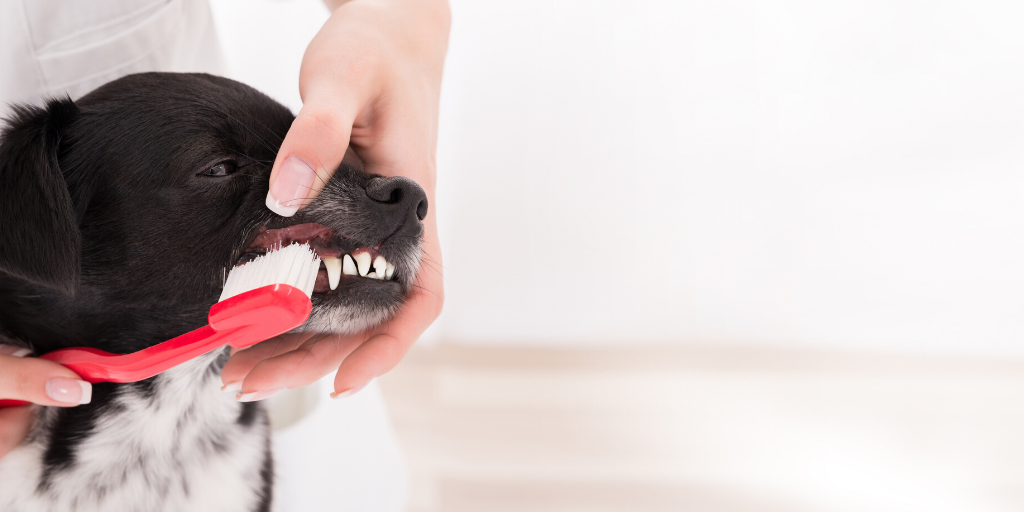 Don’t forget to brush your pet’s teeth!