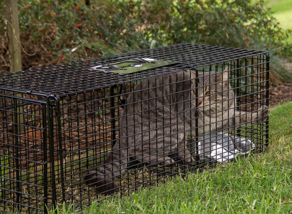 Trap neuter and release programs for feral cats