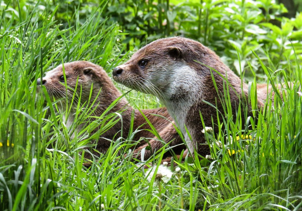Should otters be kept as pets?