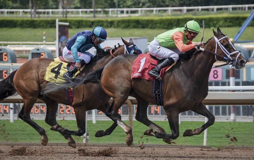 Santa Anita horse deaths