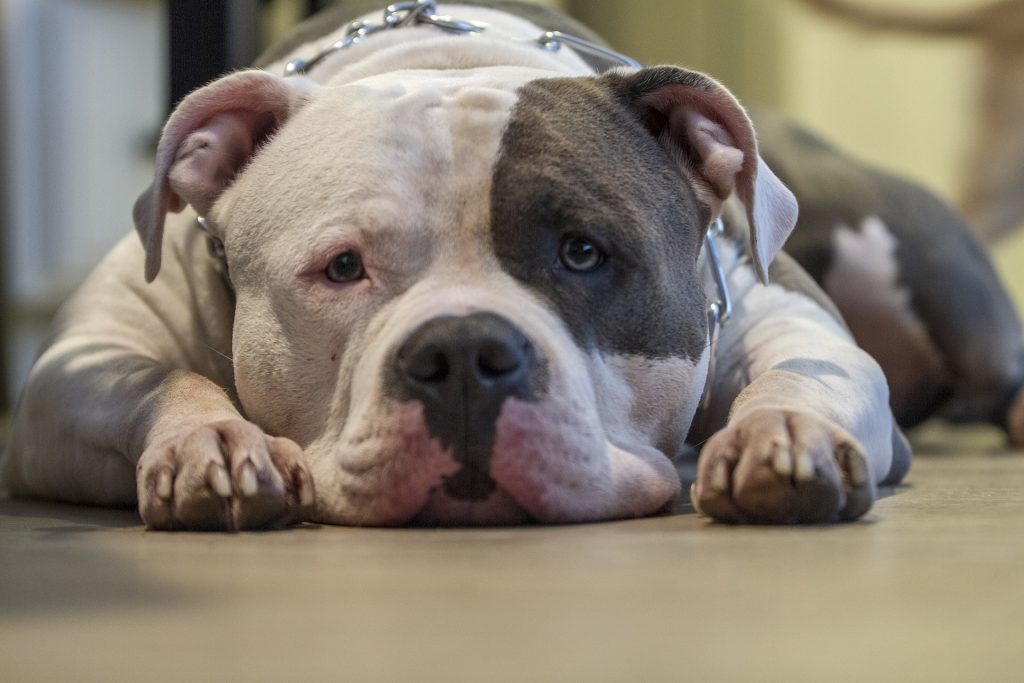 When Will Legislators Learn BSL is Not The Answer?