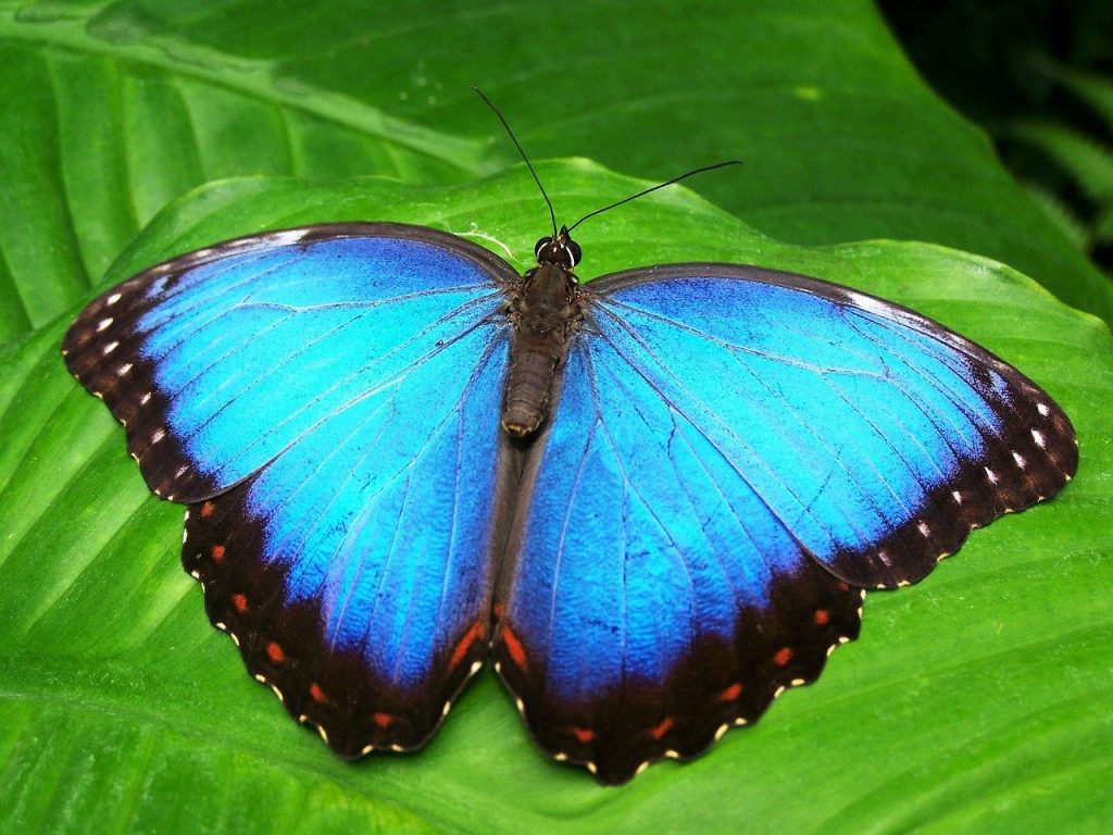 Beautiful butterflies