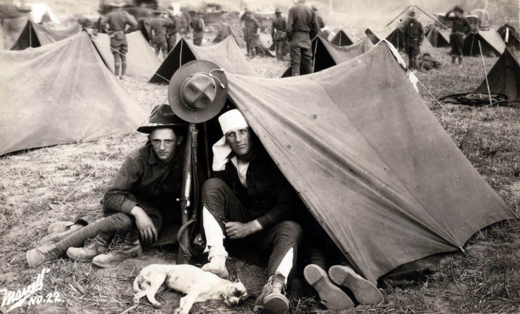The working dogs of World War One