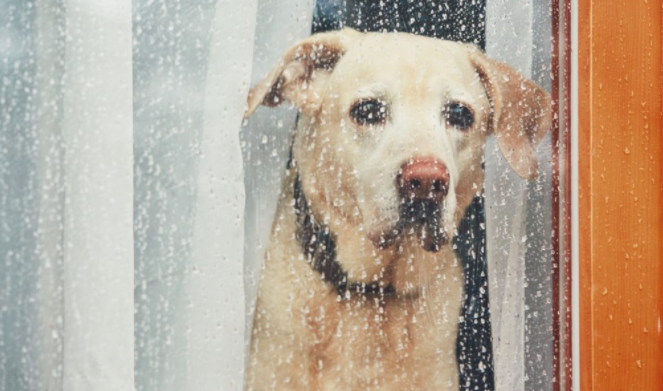 Easing pet anxiety and stress