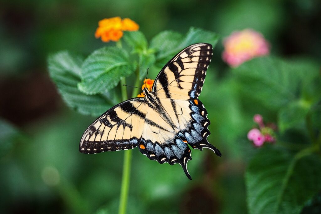 Learn About Butterflies