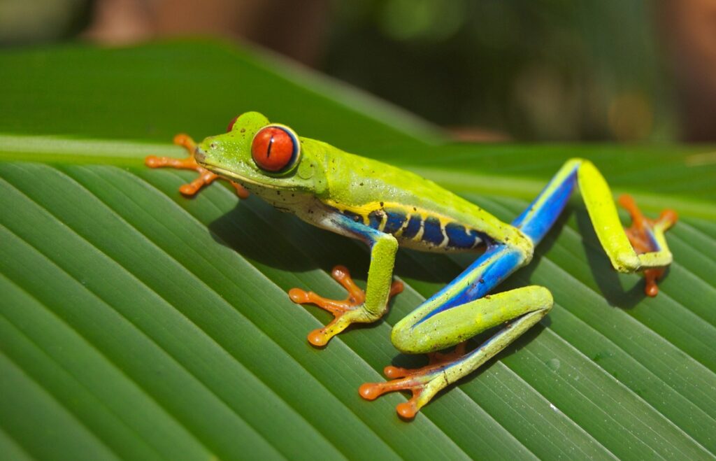 Why are frogs important to their habitat?