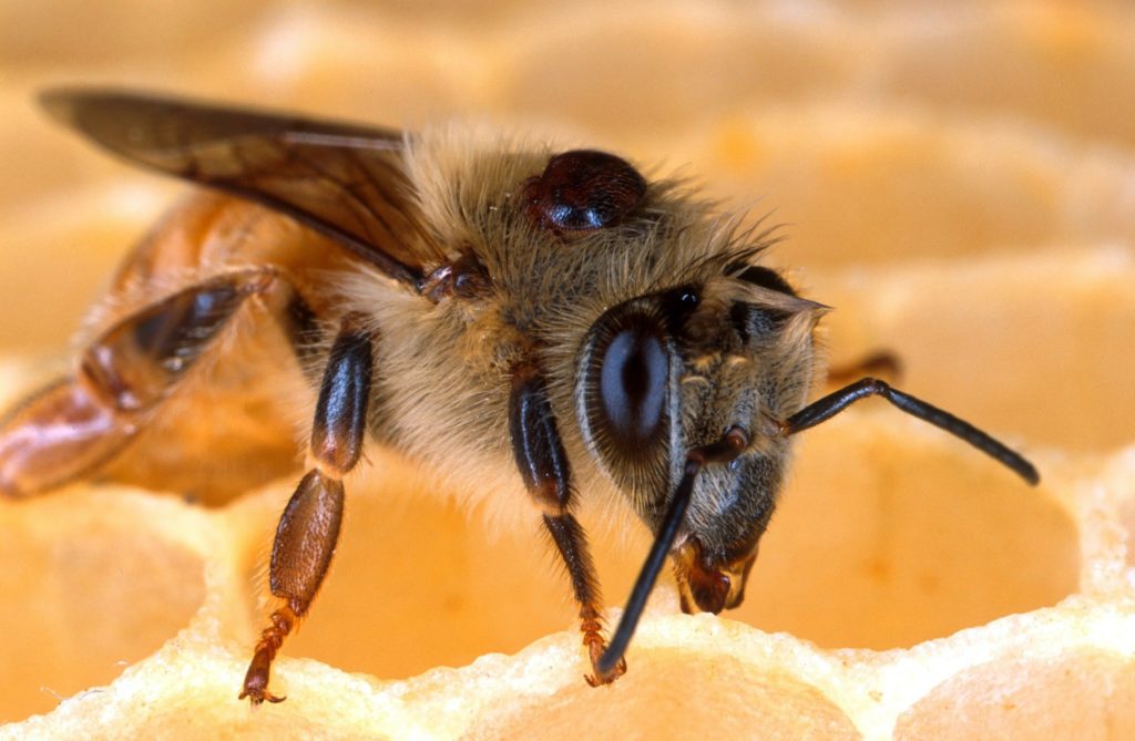What do we know about bees
